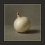 White Onion Still Life