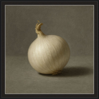 White Onion Still Life