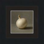 White Onion Still Life