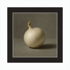 White Onion Still Life