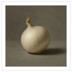 White Onion Still Life