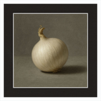 White Onion Still Life