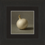 White Onion Still Life